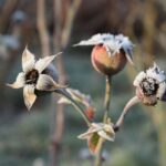 rose-frost-winter-the-buds-cold-figure